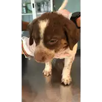 Foto dell\'animale cane - Matr. 2021/1728 - Microchip 380260044437100