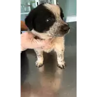 Foto dell\'animale cane - Matr. 2021/1729 - Microchip 380260044476586
