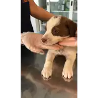 Foto dell\'animale cane - Matr. 2021/1730 - Microchip 380260044475024