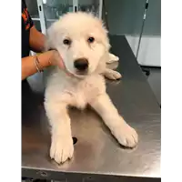 Foto dell\'animale cane - Matr. 2021/1731 - Microchip 380260044474257