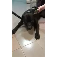 Foto dell\'animale cane - Matr. 2021/1733 - Microchip 380260044474702