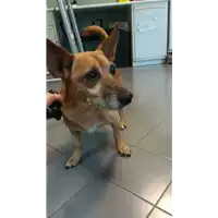 Foto dell\'animale cane - Matr. 2015/1701 - Microchip 380260042530906