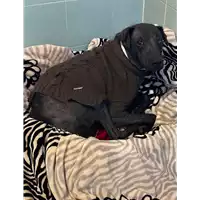 Foto dell\'animale cane - Matr. 2021/1734 - Microchip 380260044474379