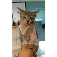 Foto dell\'animale gatto - Matr. 2021/1737 - Microchip 380260044449052