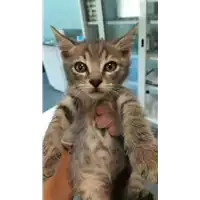 Foto dell\'animale gatto - Matr. 2021/1738 - Microchip 380260044477655