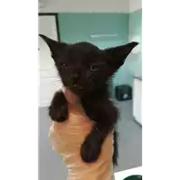 Foto dell\'animale gatto - Matr. 2021/1739 - Microchip 380260044476952