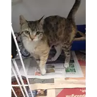 Foto dell\'animale gatto - Matr. 2017/0801 - Microchip 380260043258064