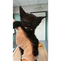 Foto dell\'animale gatto - Matr. 2021/1740 - Microchip 380260044476413