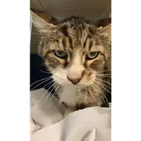 Foto dell\'animale gatto - Matr. 2021/1742 - Microchip 380260044449039