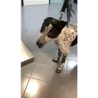 Foto dell\'animale cane - Matr. 2021/1745 - Microchip 380260044476261