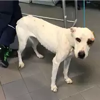 Foto dell\'animale cane - Matr. 2020/0200 - Microchip 380260002377164
