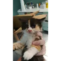 Foto dell\'animale gatto - Matr. 2021/1748 - Microchip 380260044441335