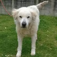 Foto dell\'animale cane - Matr. 2014/1011 - Microchip 380260080057036