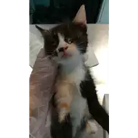 Foto dell\'animale gatto - Matr. 2021/1750 - Microchip 380260044474366