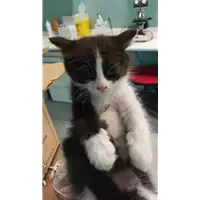 Foto dell\'animale gatto - Matr. 2021/1752 - Microchip 380260044478953