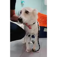 Foto dell\'animale cane - Matr. 2021/1747 - Microchip 941000002894980