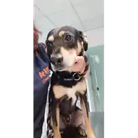Foto dell\'animale cane - Matr. 2021/1753 - Microchip 380260044437238