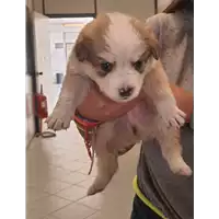 Foto dell\'animale cane - Matr. 2021/1754 - Microchip 380260044440960