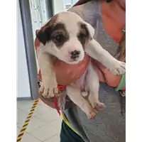 Foto dell\'animale cane - Matr. 2021/1755 - Microchip 380260044437649
