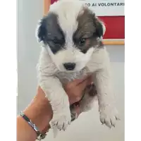 Foto dell\'animale cane - Matr. 2021/1757 - Microchip 380260044441146