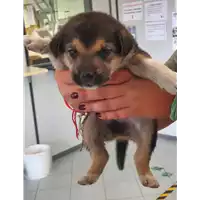 Foto dell\'animale cane - Matr. 2021/1758 - Microchip 380260044437525