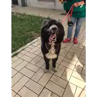 Foto dell\'animale cane - Matr. 2021/0728 - Microchip 380260044551269