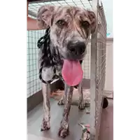 Foto dell\'animale cane - Matr. 2021/1759 - Microchip 380260044440866