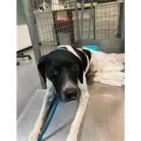 Foto dell\'animale cane - Matr. 2021/1760 - Microchip 380260040249961