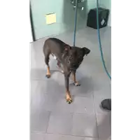Foto dell\'animale cane - Matr. 2021/1763 - Microchip 380260044437366