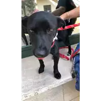 cane - Matr. 2021/1765 - Microchip 380260044440544
