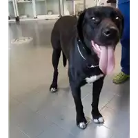 Foto dell\'animale cane - Matr. 2017/0803 - Microchip 380260043150074