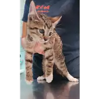 Foto dell\'animale gatto - Matr. 2021/1766 - Microchip 380260044441524