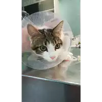 Foto dell\'animale gatto - Matr. 2021/1769 - Microchip 380260044437595