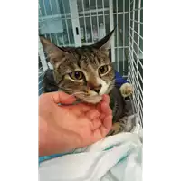 Foto dell\'animale gatto - Matr. 2021/1770 - Microchip 380260044440847