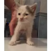 gatto - Matr. 2021/1774 - Microchip 380260044446554
