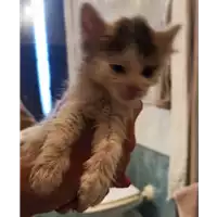 Foto dell\'animale gatto - Matr. 2021/1771 - Microchip 380260044446299
