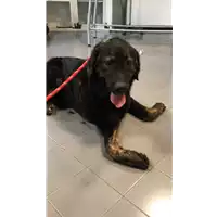 Foto dell\'animale cane - Matr. 2021/1775 - Microchip 380260044440344