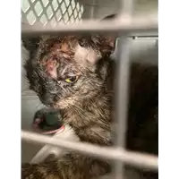 Foto dell\'animale gatto - Matr. 2021/1776 - Microchip 380260044437445