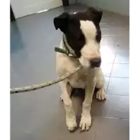 Foto dell\'animale cane - Matr. 2017/0804 - Microchip 380260043149794
