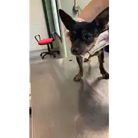 Foto dell\'animale cane - Matr. 2021/1779 - Microchip 380260102064965