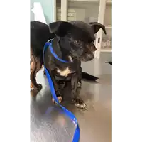 Foto dell\'animale cane - Matr. 2021/1780 - Microchip 380260102070559
