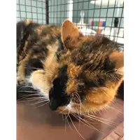 Foto dell\'animale gatto - Matr. 2021/1783 - Microchip 380260044446555