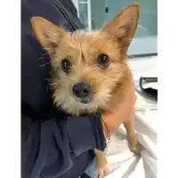 Foto dell\'animale cane - Matr. 2021/1788 - Microchip 276094500594631