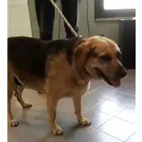 Foto dell\'animale cane - Matr. 2017/0806 - Microchip 380260043150201