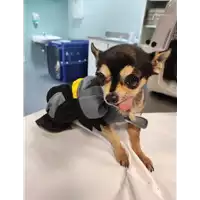 Foto dell\'animale cane - Matr. 2021/1786 - Microchip 900032000464238