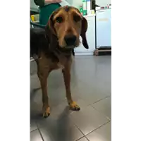 Foto dell\'animale cane - Matr. 2021/1789 - Microchip 380260044446710