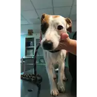 Foto dell\'animale cane - Matr. 2021/1792 - Microchip 380260002861124
