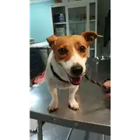 Foto dell\'animale cane - Matr. 2021/1793 - Microchip 380260002852820
