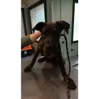 Foto dell\'animale cane - Matr. 2021/1794 - Microchip 380260044446234