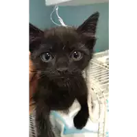 Foto dell\'animale gatto - Matr. 2021/1799 - Microchip 